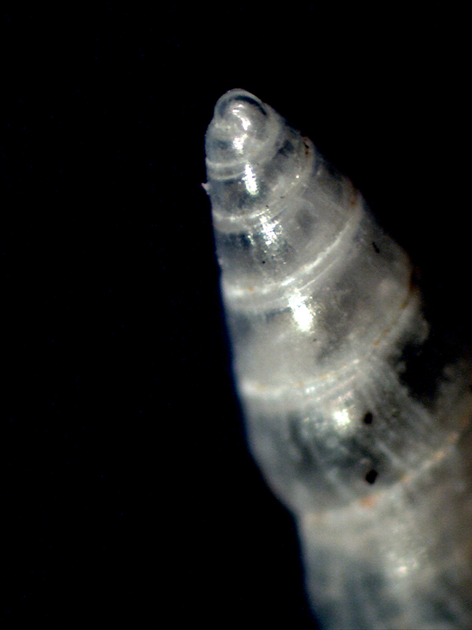 Odostomia plicata?